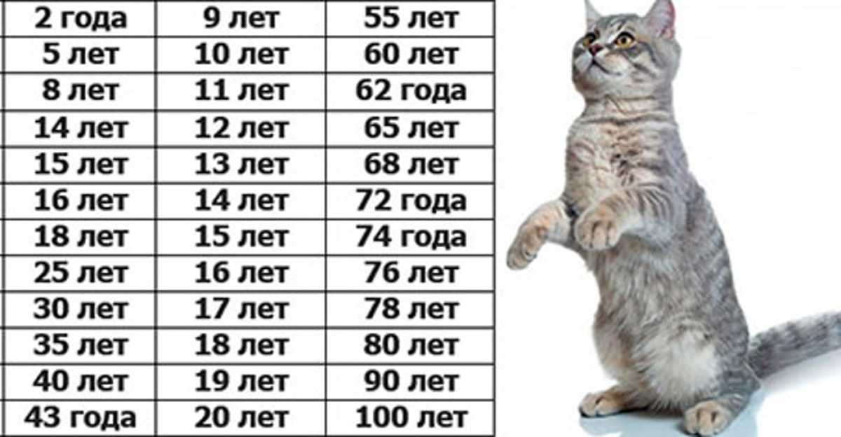Соотношение возраста кошки и человека — сколько лет кошке по человеческим меркам
