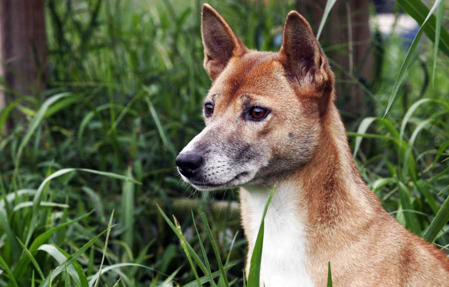 Новогвинейская поющая собака описание породы