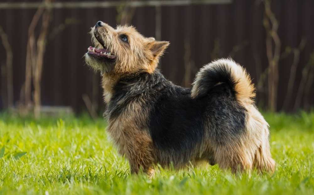 Норвич терьер — характер, описание и фото собаки