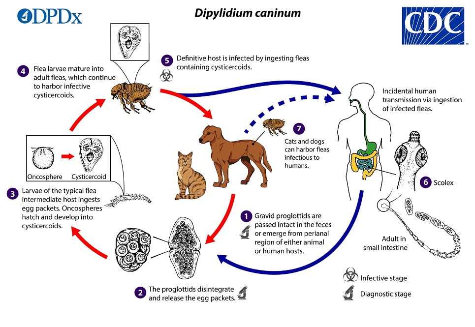 Пиодермия у собак или бактериальный пододерматит