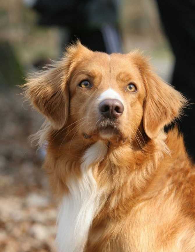 Новошотландский ретривер собака. описание, особенности, виды и цена породы