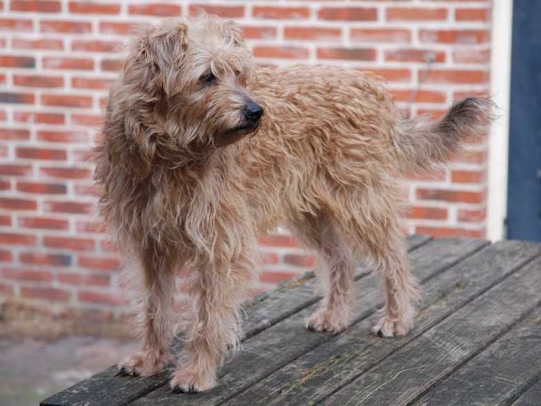 Характеристика собак породы голландская овчарка (хердер) с отзывами и фото