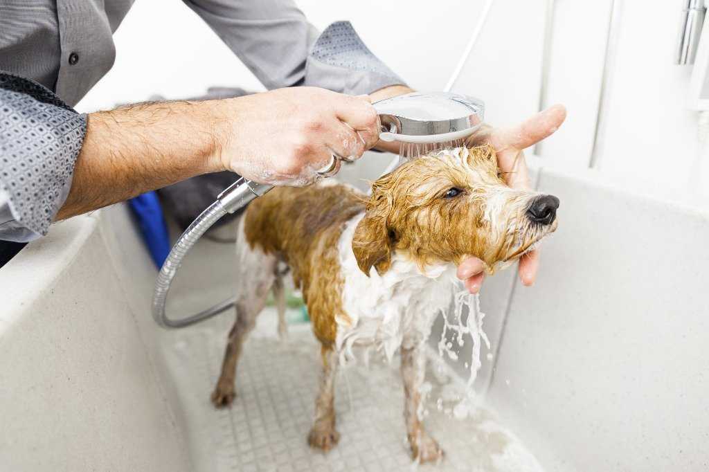 ᐉ как часто можно купать собаку? - ➡ motildazoo.ru