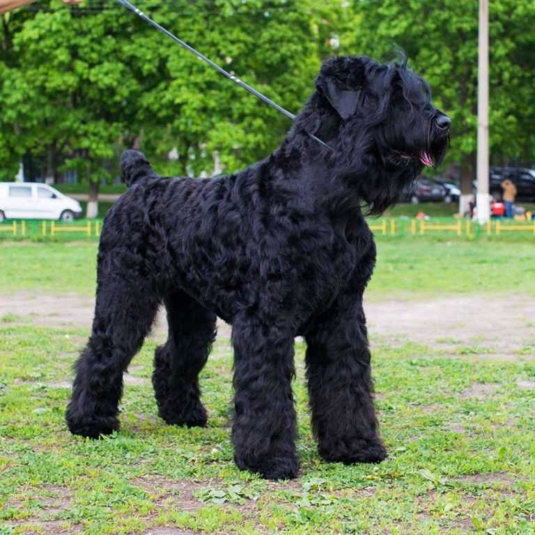 Русский черный терьер: описание породы, характер собаки и щенка, фото, цена