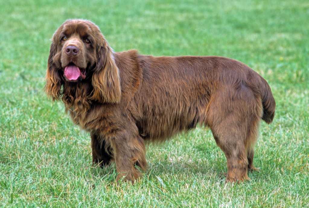 Порода собак английский кокер спаниель: фото, видео, описание породы и характер