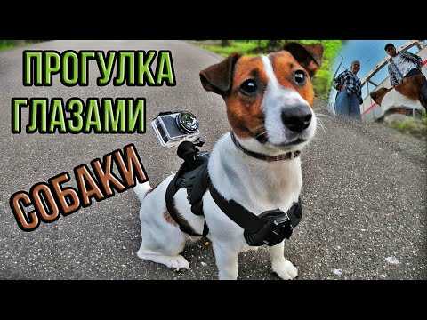 Можете ли вы использовать airtags для отслеживания людей и домашних животных? | cdnews.ru