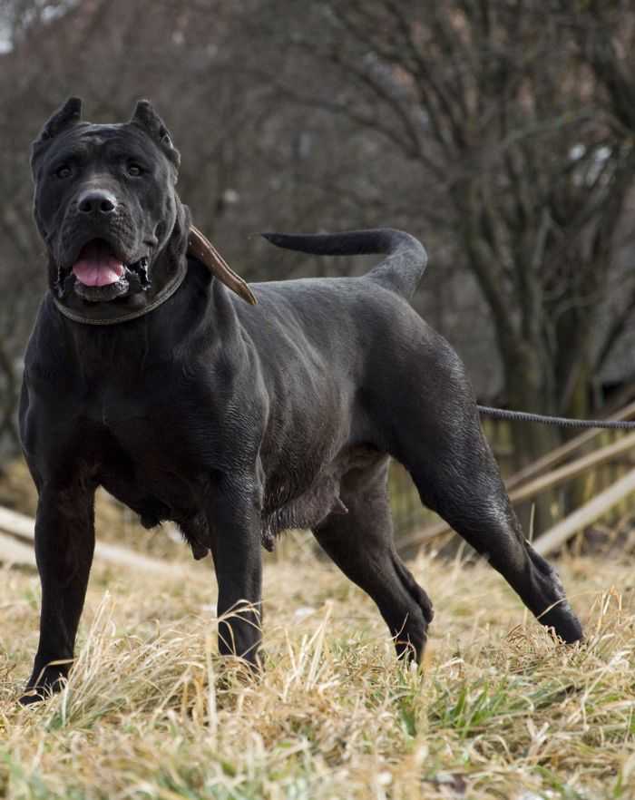 Самая сильная собака в мире - топ-10