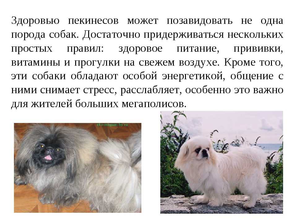 Собаки пикинески: фото, характеристики и цена пекинесов