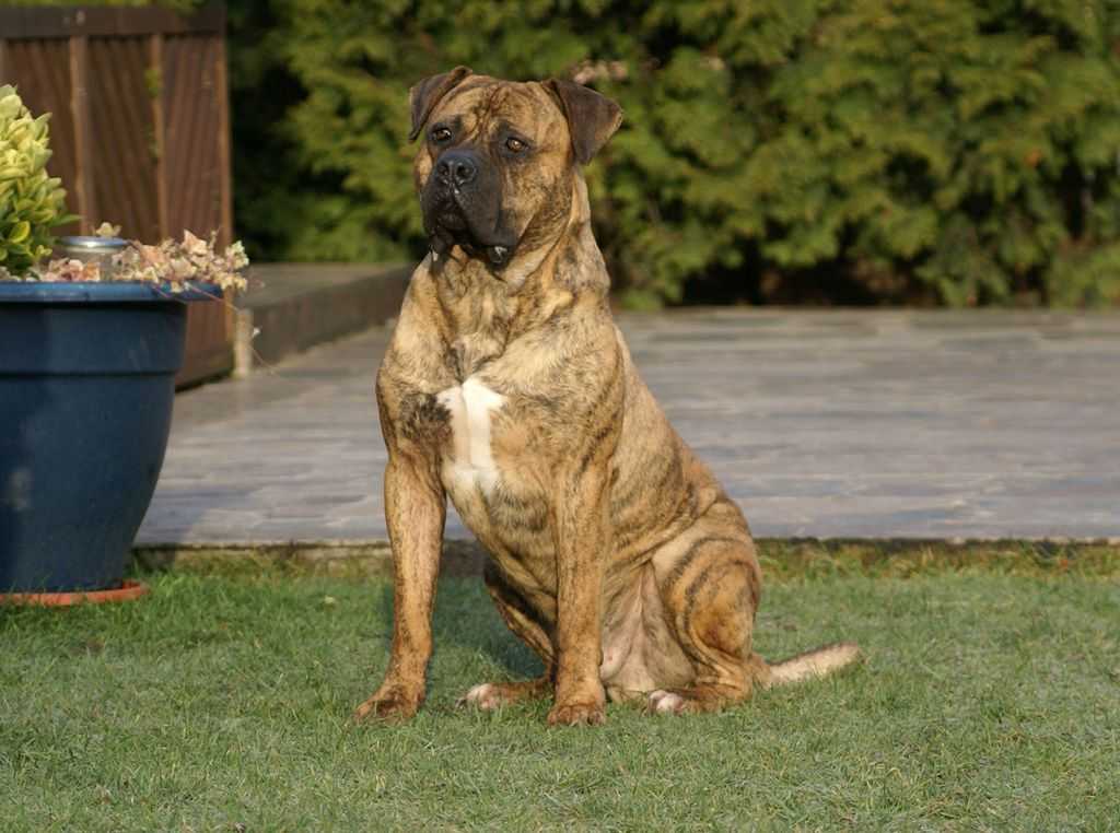 Аланская собака (32 фото): описание испанских бульдогов, характер боевой породы алано. как содержать щенков?
