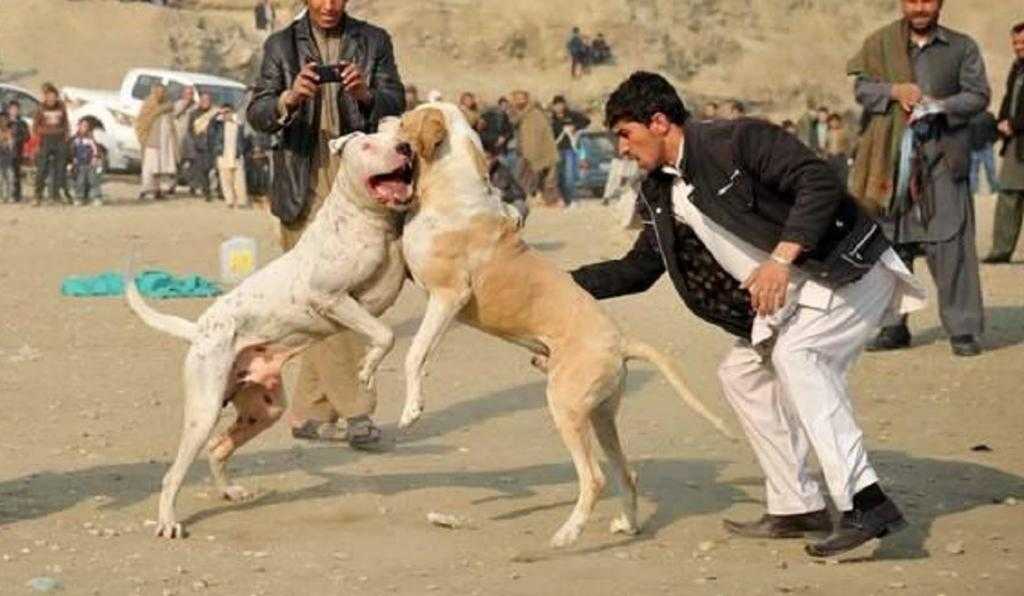 Собака булли кутта (пакистанский мастиф) - описание породы, характеристика, уход и содержание