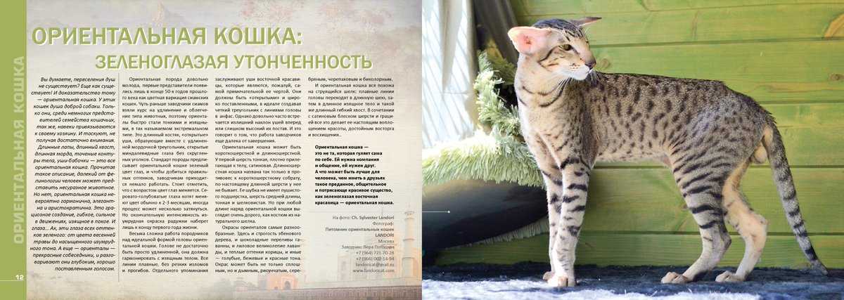 Список самых добрых пород кошек с характеристиками и описанием