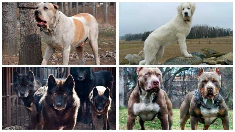 Самые злые собаки в мире: топ-10