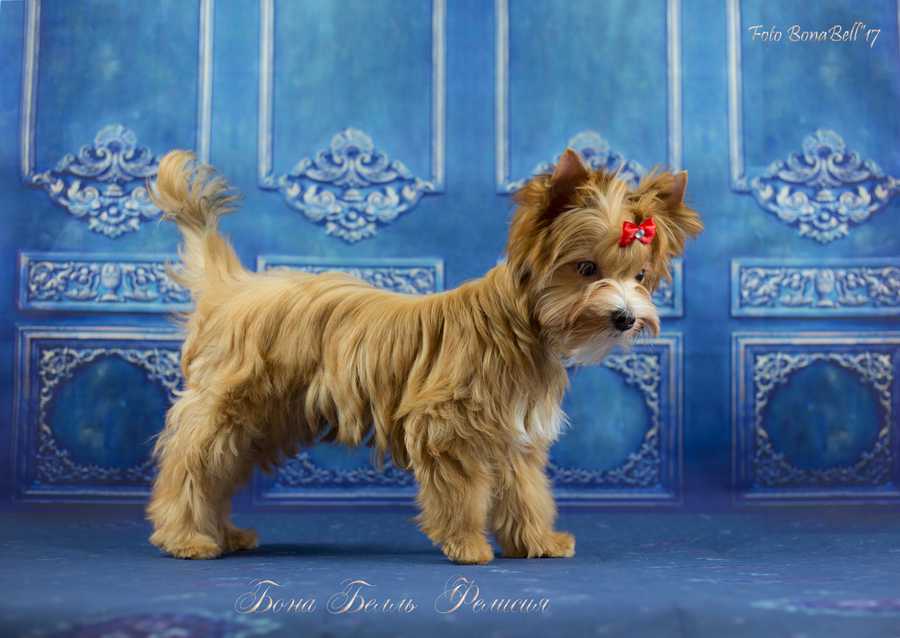 Порода собак русская салонная фото