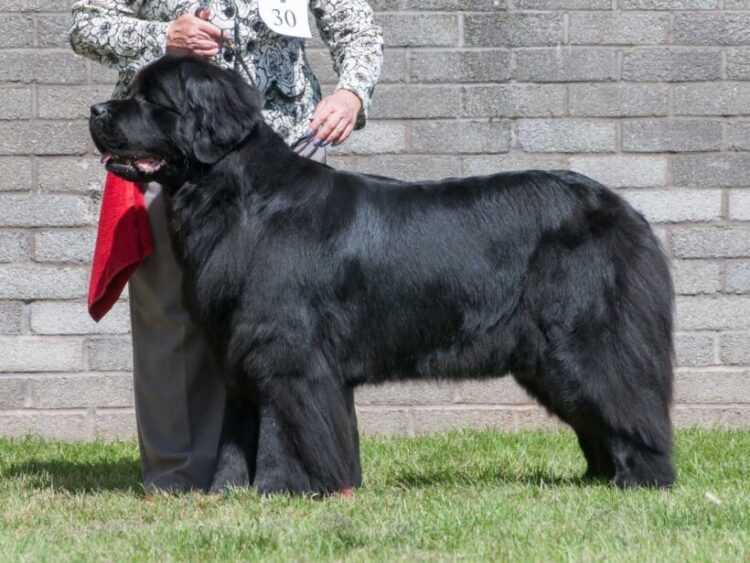 Ньюфаундленд: описание породы собак, дрессура, цена