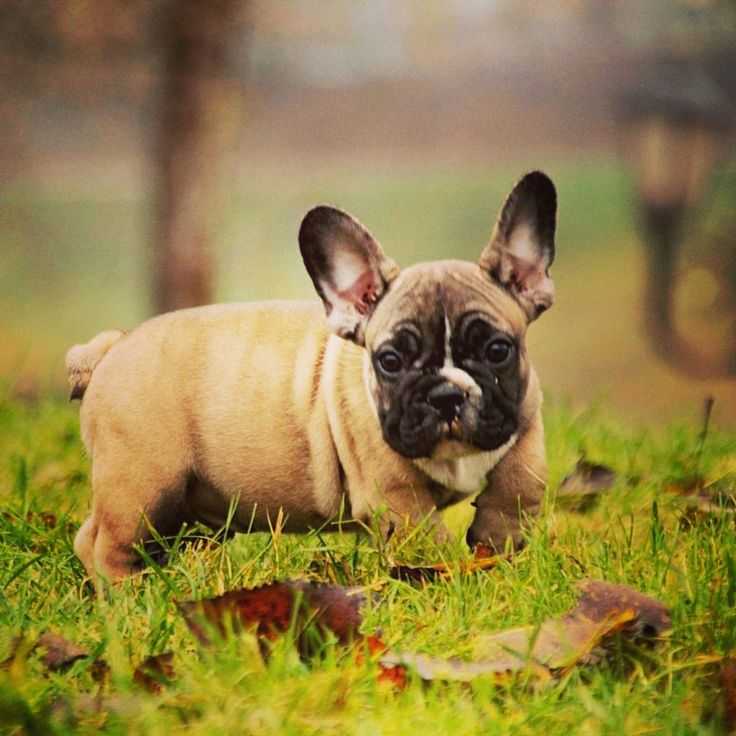 Американский бульдог: все о собаке, фото, описание породы, характер, цена