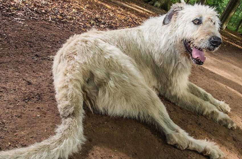 Самая большая в мире собака: топ-10 гигантов
