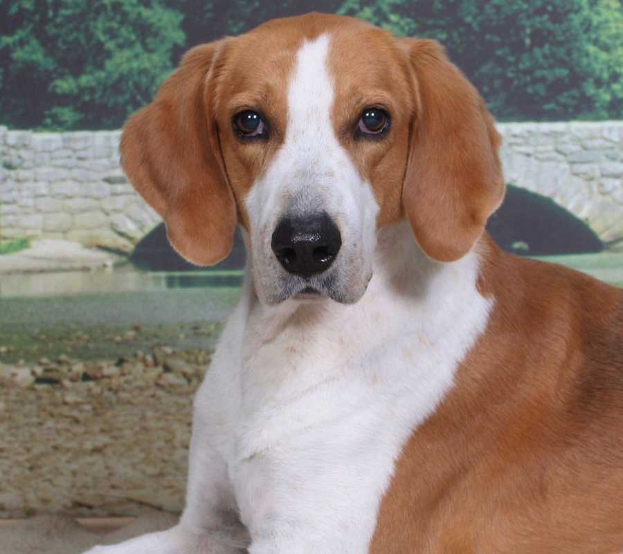 Американский фоксхаунд — фото и описание породы собак, особенности характера
