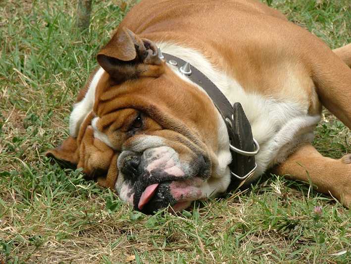 Болезни сердца у собак: симптомы и лечение | hill's pet