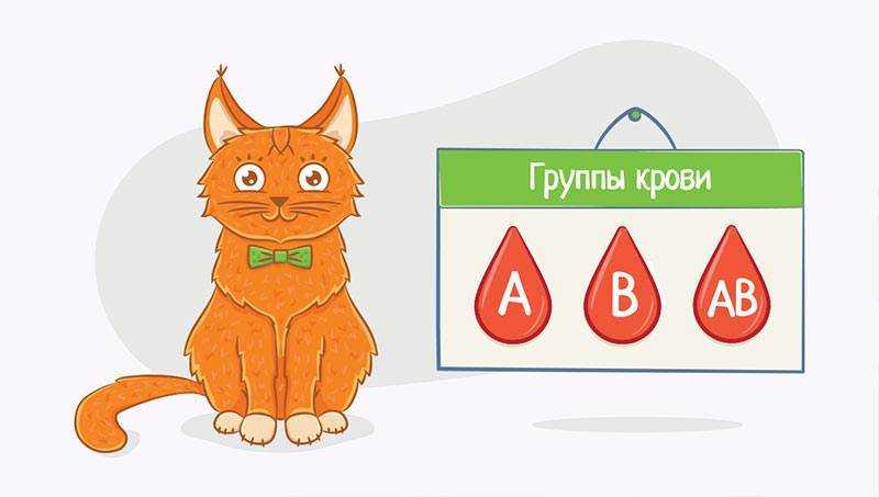 Переливание крови у собак или первый донор не универсальный