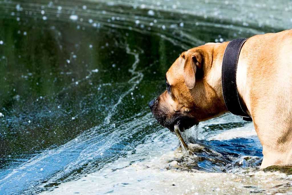 Собака прожить без воды