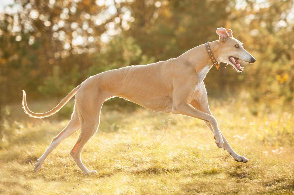 Грейхаунд собака, описание, особенности, уход и цена грейхаунда