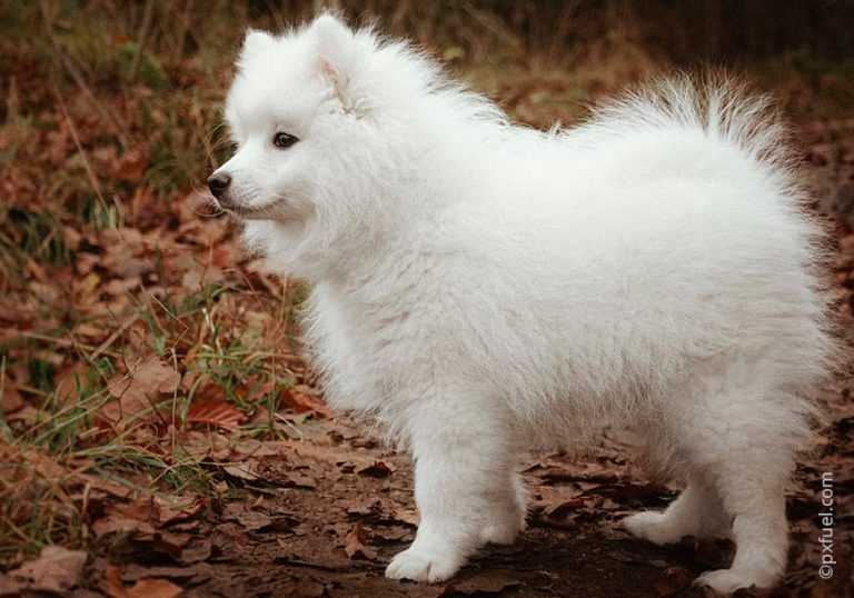 Белые собаки (53 фото): породы больших и маленьких собачек, особенности окраса щенков. как называется огромная пушистая собака белого цвета?