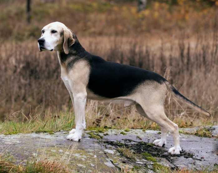 Гончие собаки топ-15: породы с фото, названиями и описанием