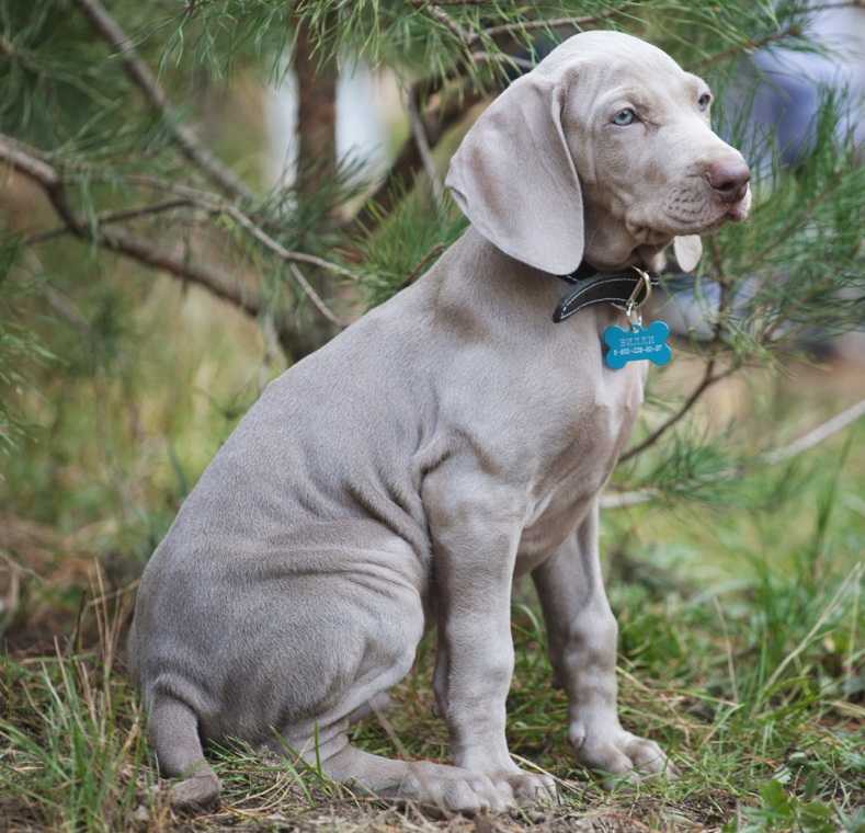 Веймаранер фото собаки, описание породы, купить щенка цена, отзывы владельцев