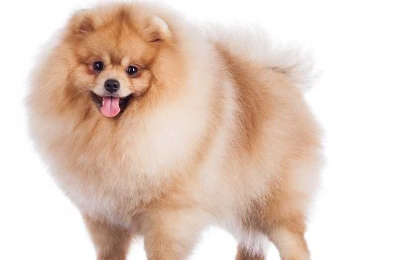 Порода собак померанский шпиц описание породы с фото, уход, кормление, цена