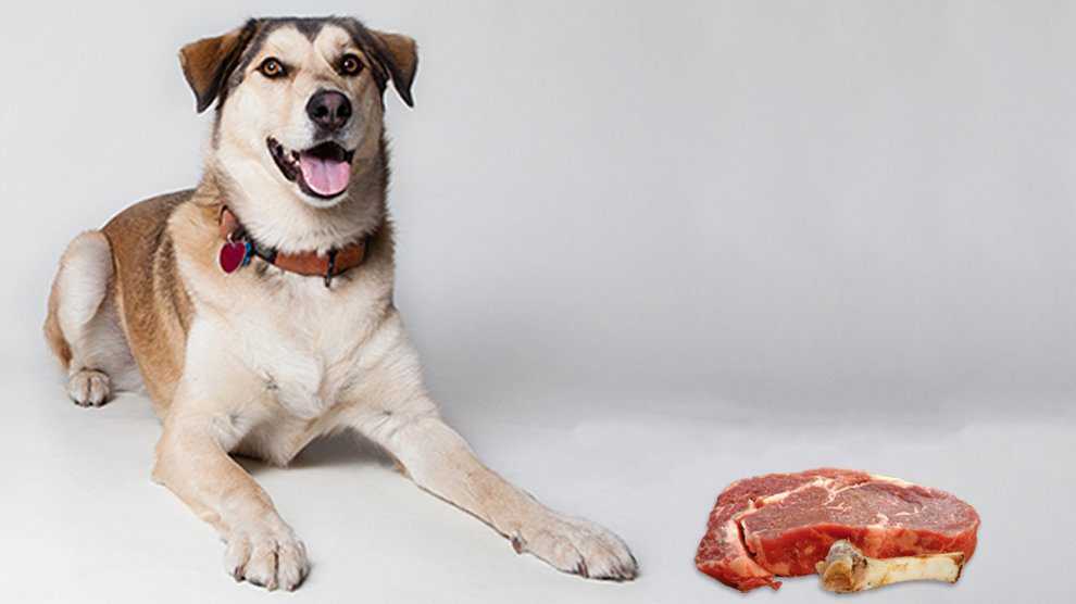 Почему собакам нельзя свинину и свиные кости?