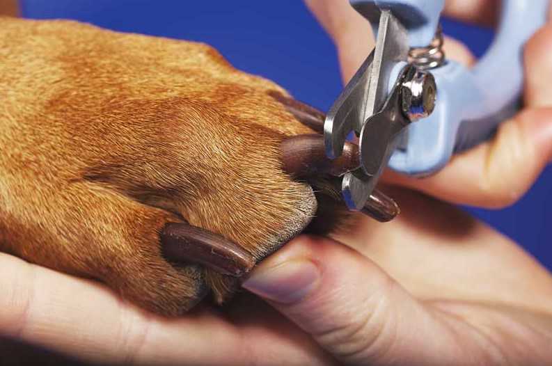 Как подстричь когти собаке? 38 фото как правильно подстригать когти в домашних условиях? как часто нужно их стричь? стрижка когтей щенкам. как выбрать когтерез?