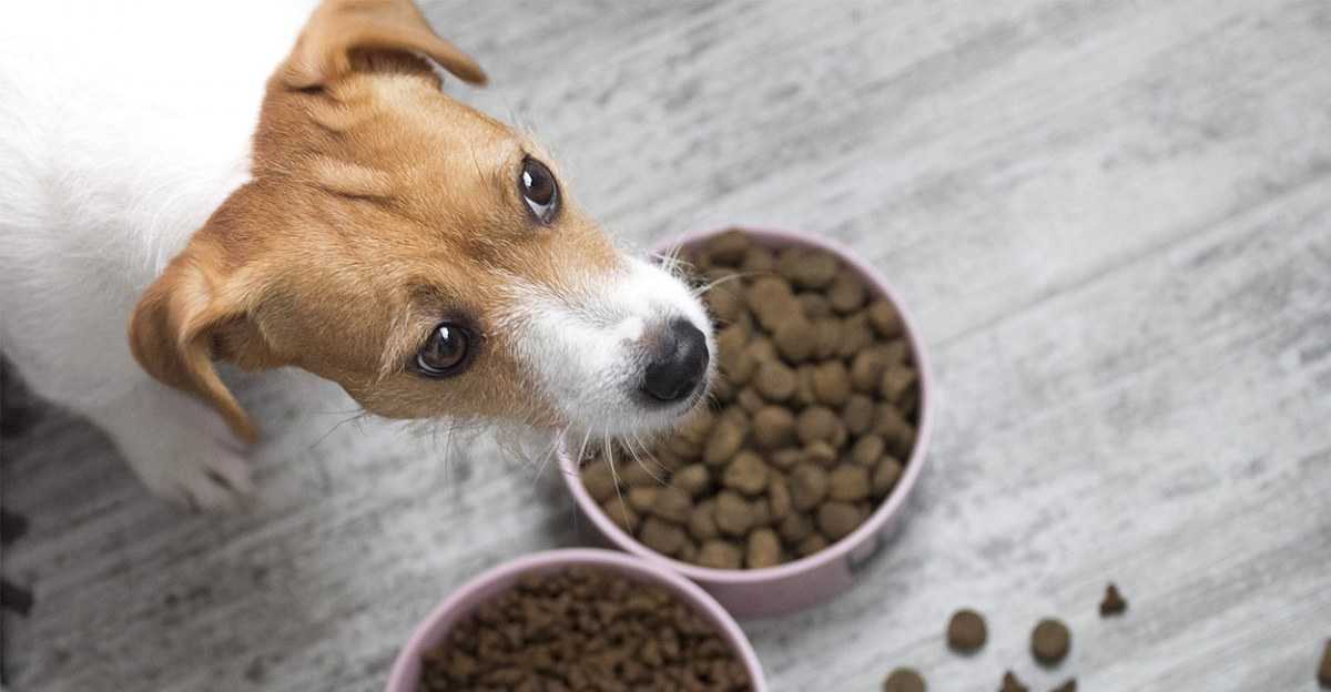 Почему собака не ест сухой корм и как ее приучить к нему?