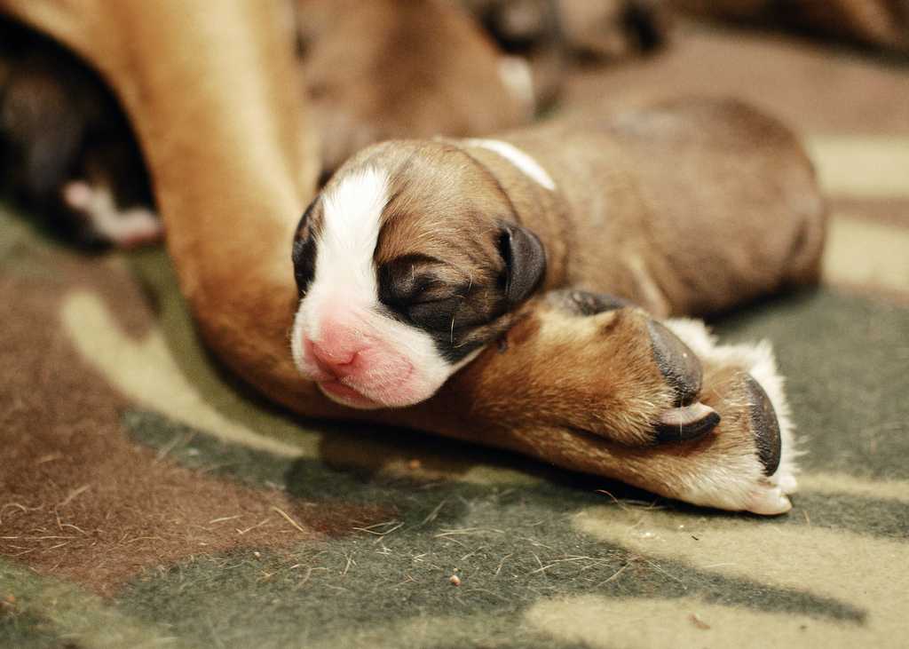 Когда щенки открывают глаза после рождения? :: syl.ru