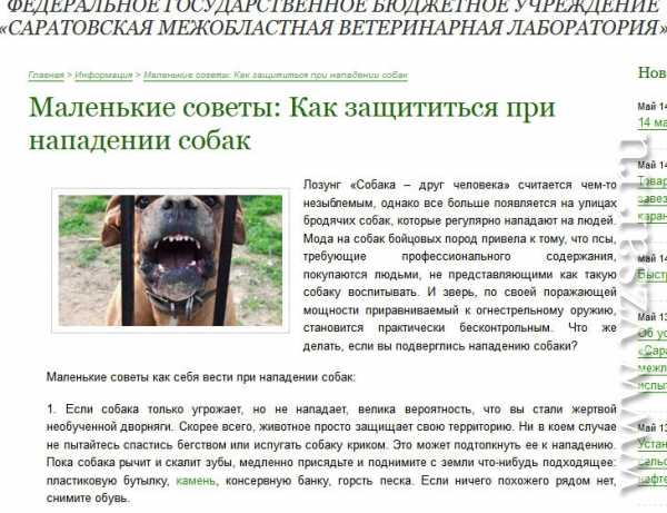 Как защититься от нападения собак / статьи
        / newslab.ru
