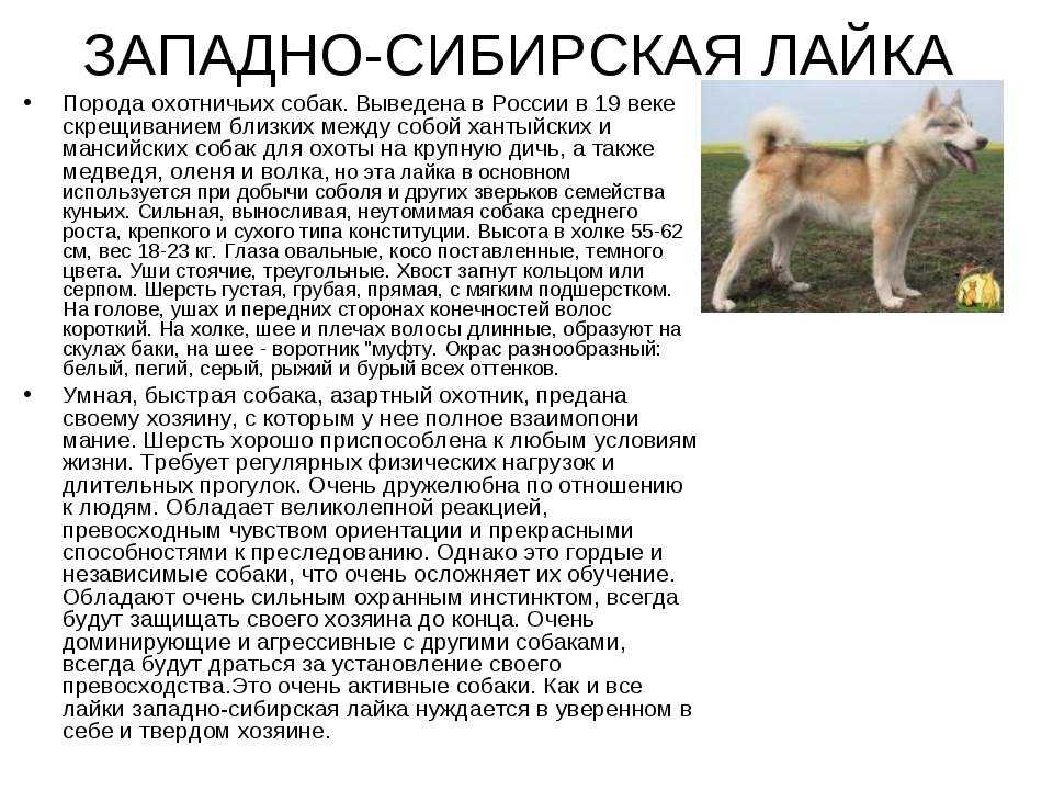 Самоедская лайка собака. описание, особенности, уход и цена породы | sobakagav.ru