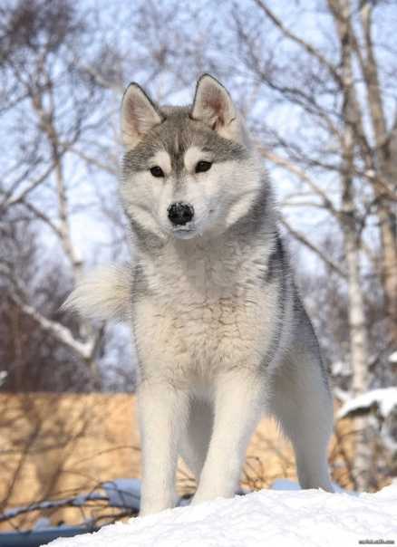Сахалинский хаски: характеристики породы собаки, фото, характер, правила ухода и содержания