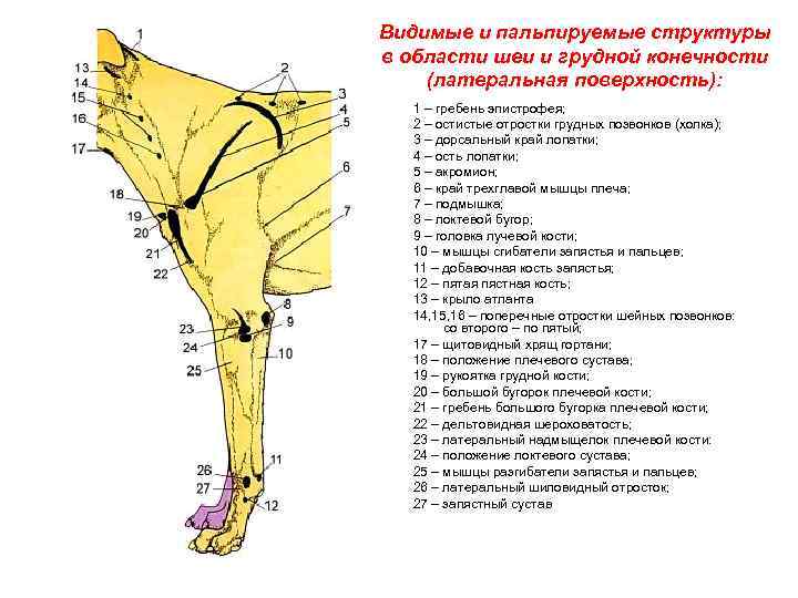 Кость грудной конечности. Анатомия собака суставы строение. Строение передних конечностей собаки. Анатомия грудной конечности собаки.