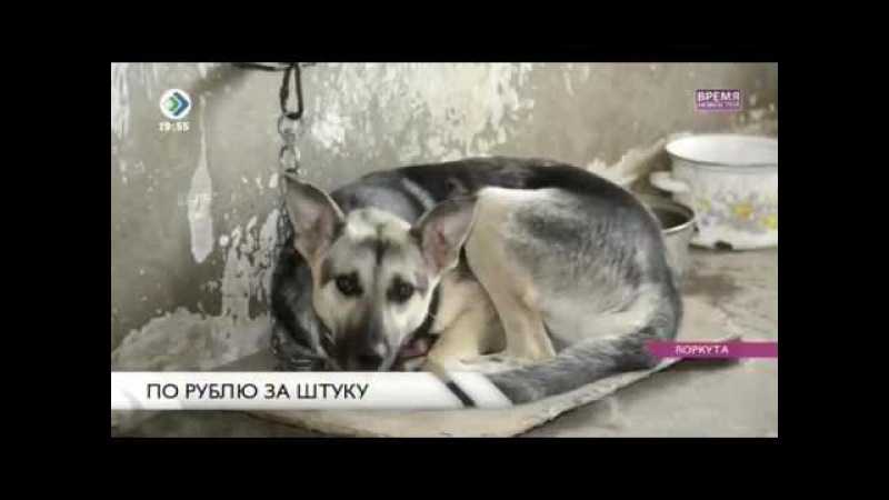 Усыпление собак на дому в москве