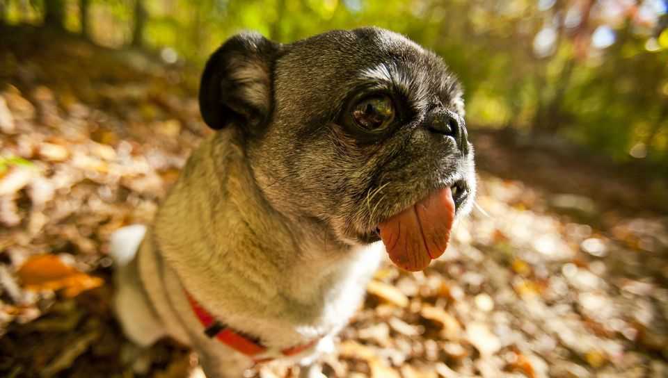 Болезнь у собак высунут язык