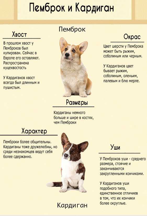 Порода собак ши-тцу описание породы с фото, видео разновидности, уход, отзывы, цена