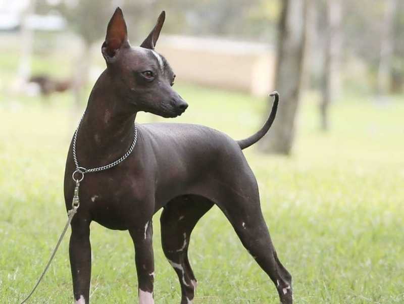 Ксолоитцкуинтли: описание породы, характер собаки и щенка, фото, цена