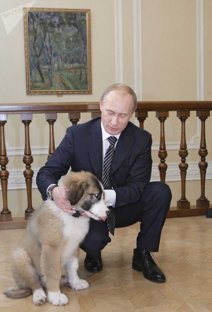 Путин: собака конии и другие. какое имя у нового любимца?