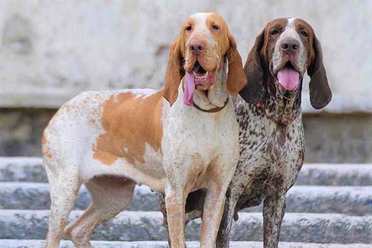 Итальянская легавая: описание породы собак