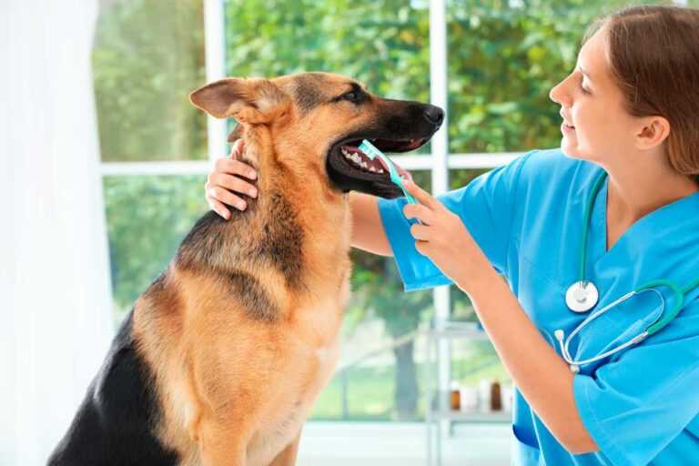 Ветеринарная стоматология для собак, кошек и других домашних животных