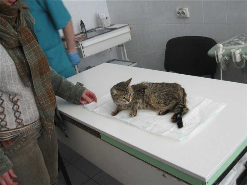 Усыпить кошку в москве. Кошка в ветеринарной клинике. Усыпление животных на дому.