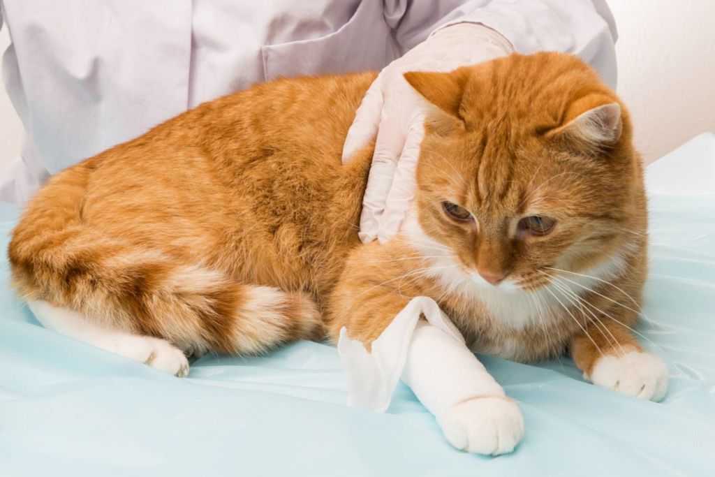 Как определить перелом у кошки: первая помощь и лечение
