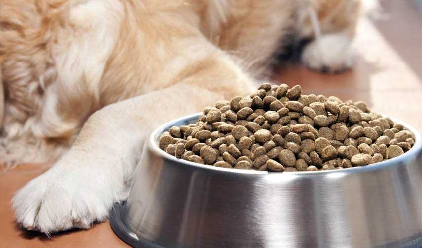 Можно или нельзя давать собакам кошачий корм: почему ест и как отучить | petguru