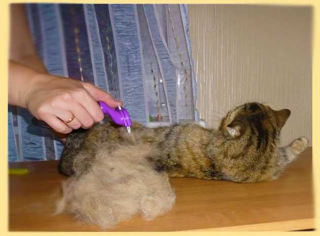 Как избавиться от кошачьей шерсти в квартире, как убрать шерсть, советы