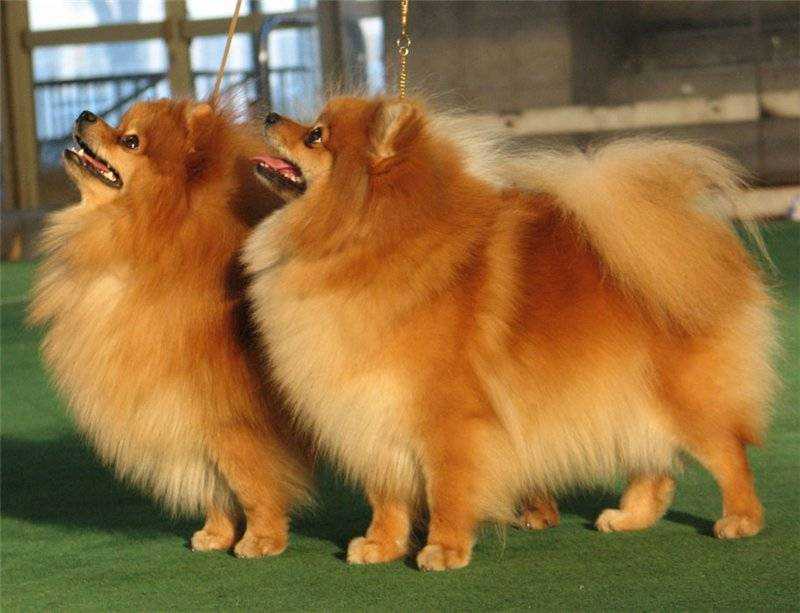 Веселая и ласковая собаки с лисьей мордочкой – немецкий шпиц