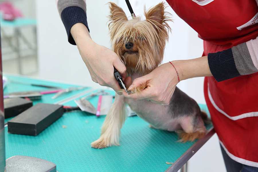 Как правильно подстричь собаку в домашних условиях ножницами или машинкой и каким правилам следует придерживаться